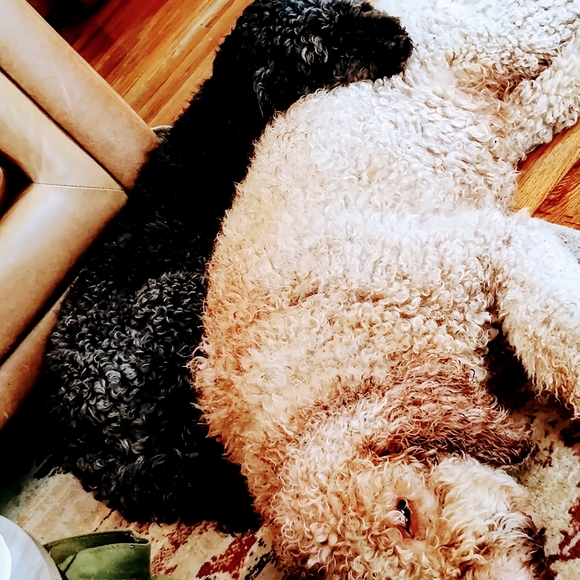 Meet your Posher, Jerry - Picture 13 of 17